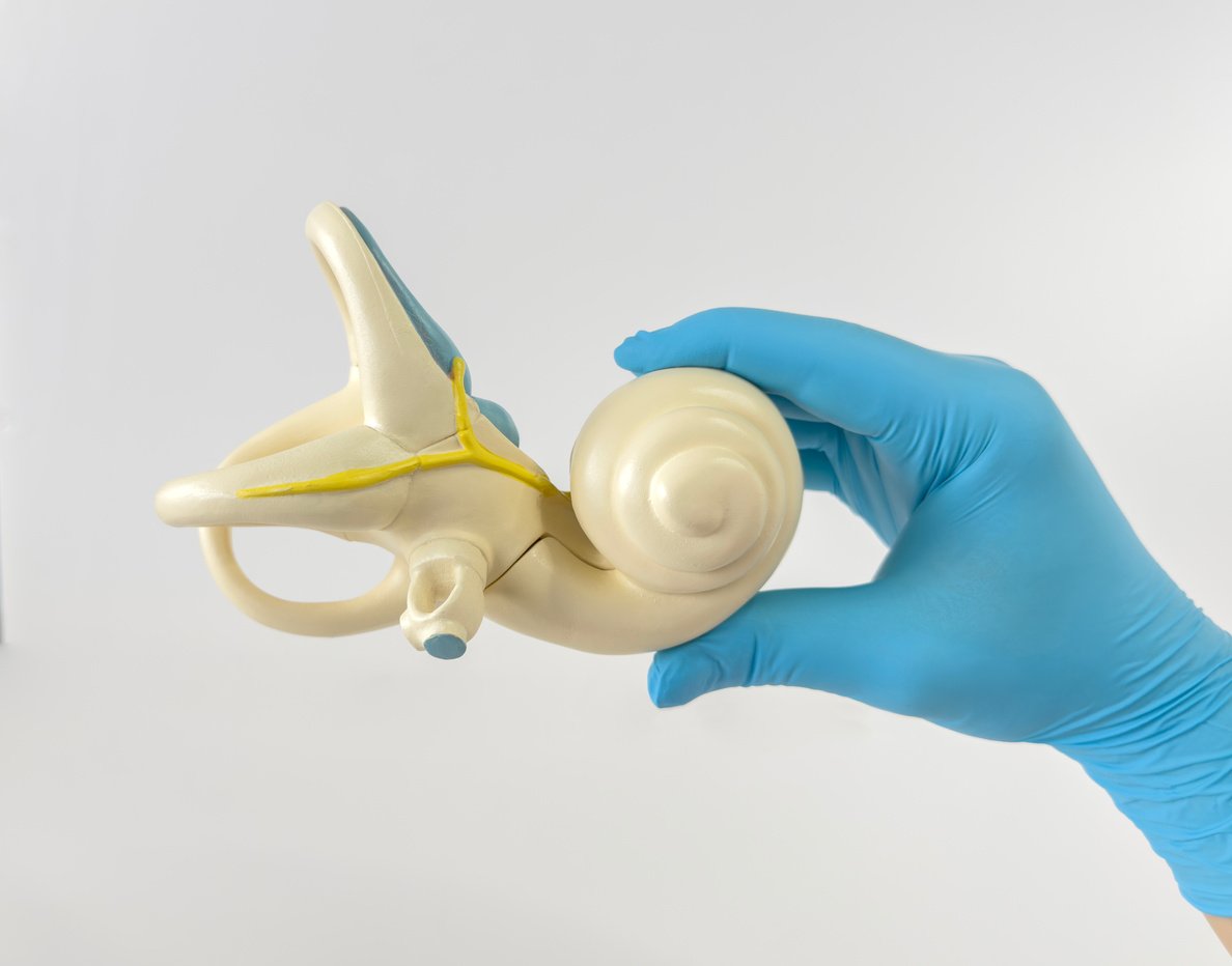 Doctor showing a human Inner ear